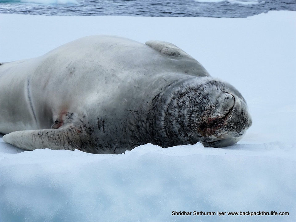 Photo of Antarctic Seal:Smelly Cuteness saved from extinction 65/182 by Shridhar Sethuram Iyer
