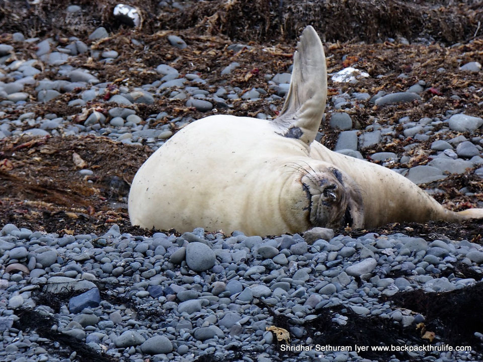 Photo of Antarctic Seal:Smelly Cuteness saved from extinction 64/182 by Shridhar Sethuram Iyer