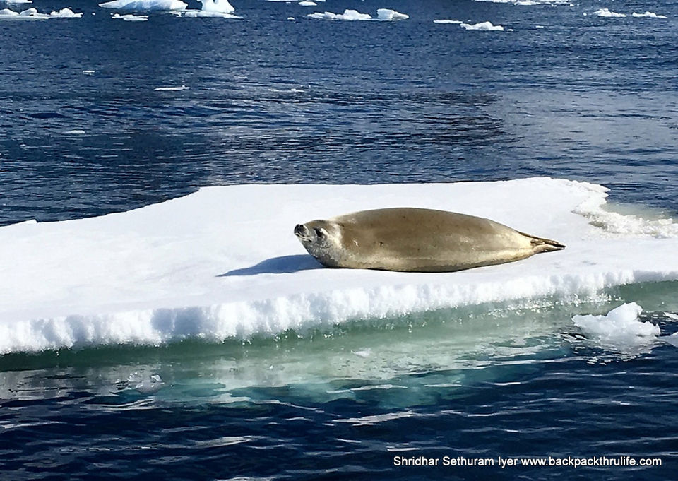 Photo of Antarctic Seal:Smelly Cuteness saved from extinction 71/182 by Shridhar Sethuram Iyer