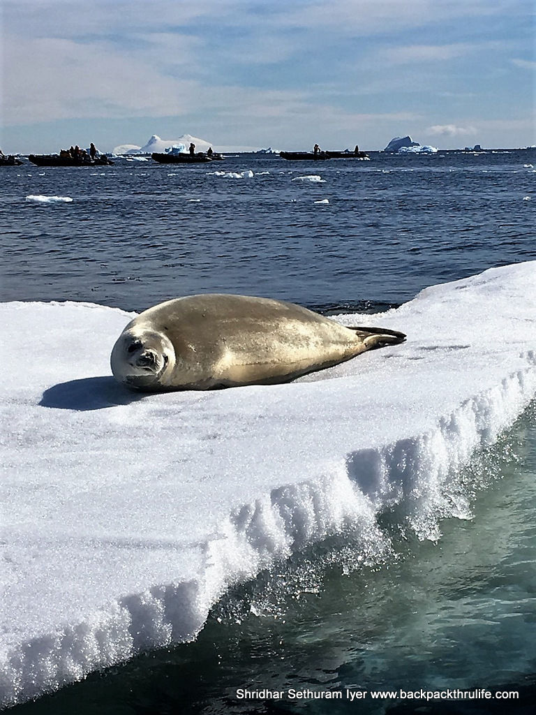 Photo of Antarctic Seal:Smelly Cuteness saved from extinction 67/182 by Shridhar Sethuram Iyer