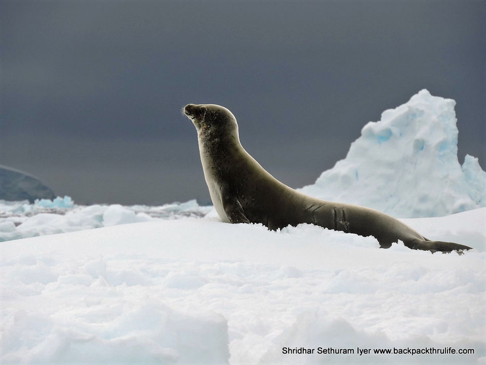 Photo of Antarctic Seal:Smelly Cuteness saved from extinction 75/182 by Shridhar Sethuram Iyer
