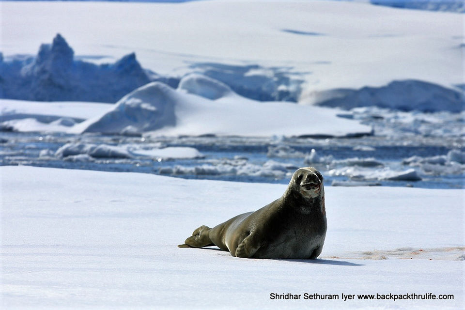 Photo of Antarctic Seal:Smelly Cuteness saved from extinction 70/182 by Shridhar Sethuram Iyer