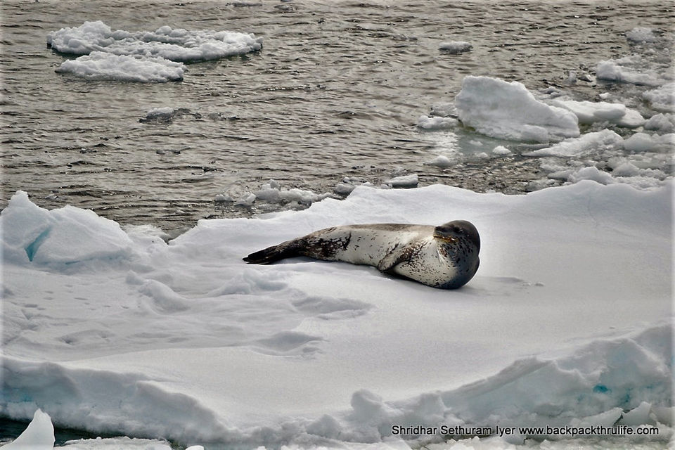 Photo of Antarctic Seal:Smelly Cuteness saved from extinction 72/182 by Shridhar Sethuram Iyer