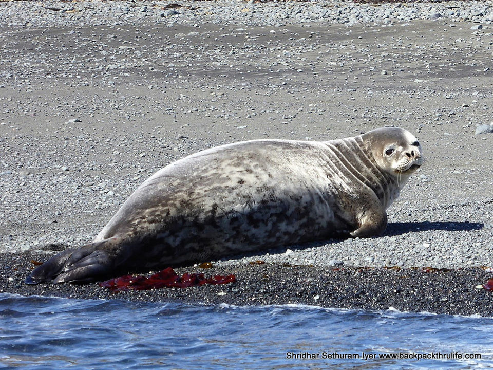 Photo of Antarctic Seal:Smelly Cuteness saved from extinction 76/182 by Shridhar Sethuram Iyer