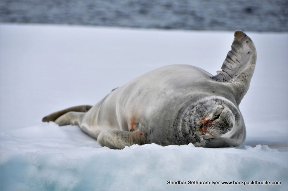 Photo of Antarctic Seal:Smelly Cuteness saved from extinction 78/182 by Shridhar Sethuram Iyer