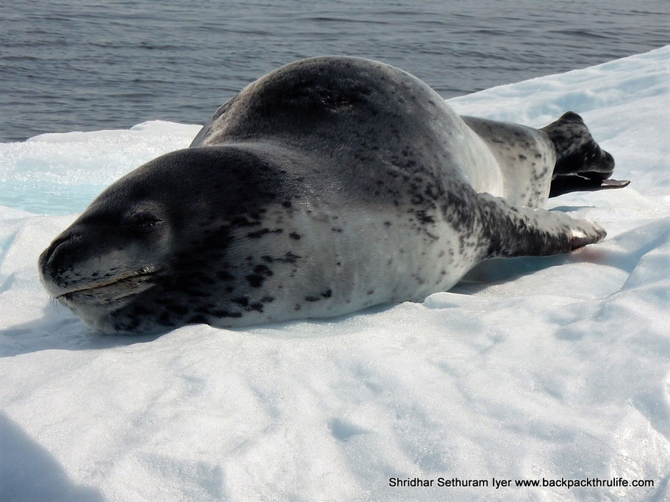 Photo of Antarctic Seal:Smelly Cuteness saved from extinction 77/182 by Shridhar Sethuram Iyer