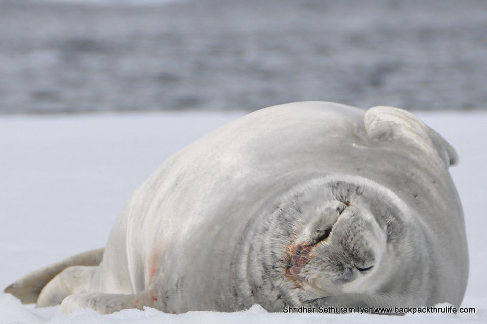 Photo of Antarctic Seal:Smelly Cuteness saved from extinction 79/182 by Shridhar Sethuram Iyer