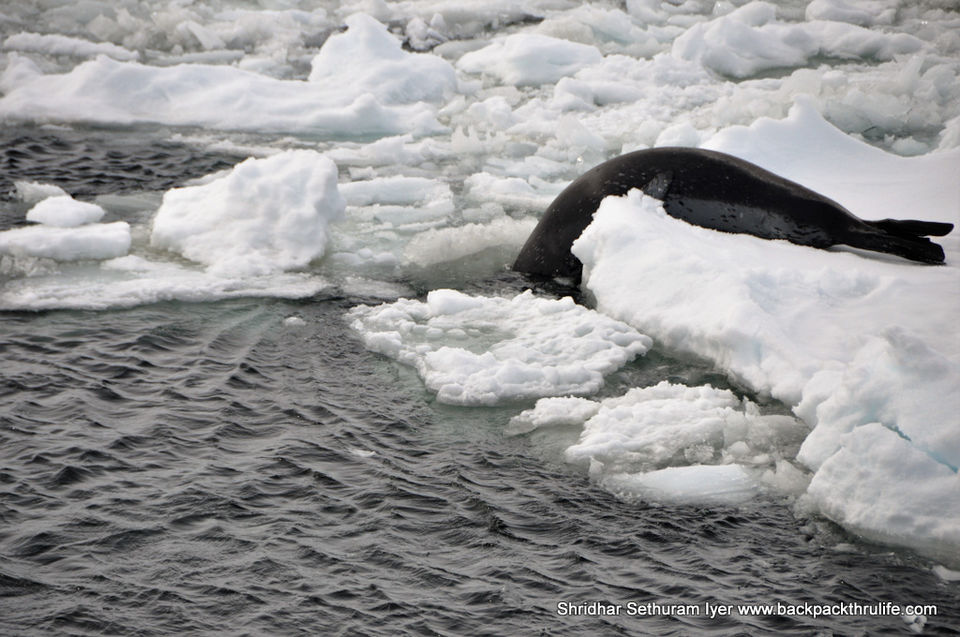 Photo of Antarctic Seal:Smelly Cuteness saved from extinction 80/182 by Shridhar Sethuram Iyer