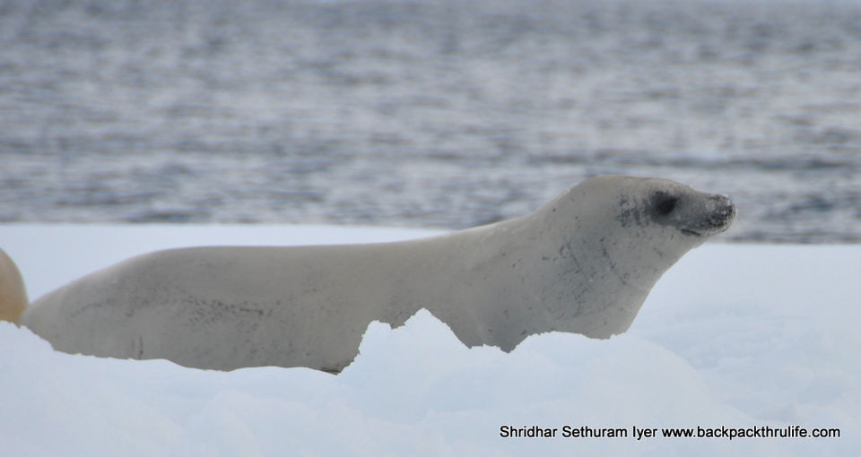 Photo of Antarctic Seal:Smelly Cuteness saved from extinction 84/182 by Shridhar Sethuram Iyer