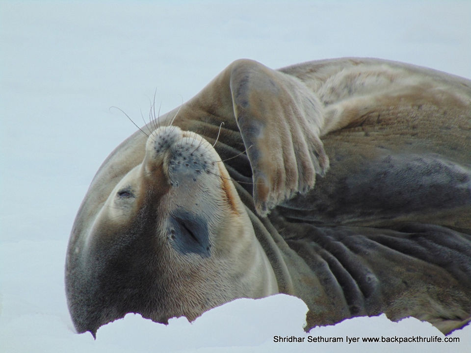 Photo of Antarctic Seal:Smelly Cuteness saved from extinction 73/182 by Shridhar Sethuram Iyer