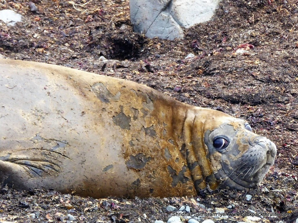 Photo of Antarctic Seal:Smelly Cuteness saved from extinction 74/182 by Shridhar Sethuram Iyer