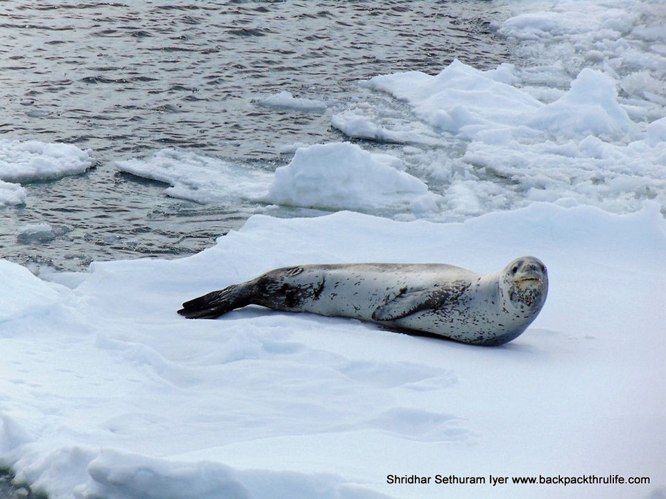 Photo of Antarctic Seal:Smelly Cuteness saved from extinction 81/182 by Shridhar Sethuram Iyer