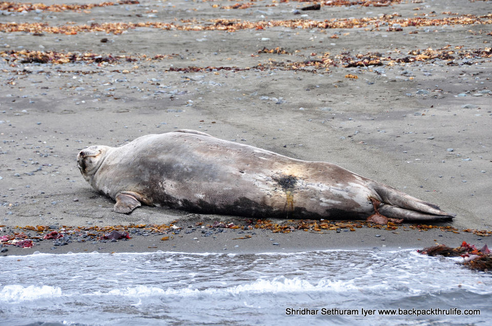 Photo of Antarctic Seal:Smelly Cuteness saved from extinction 87/182 by Shridhar Sethuram Iyer