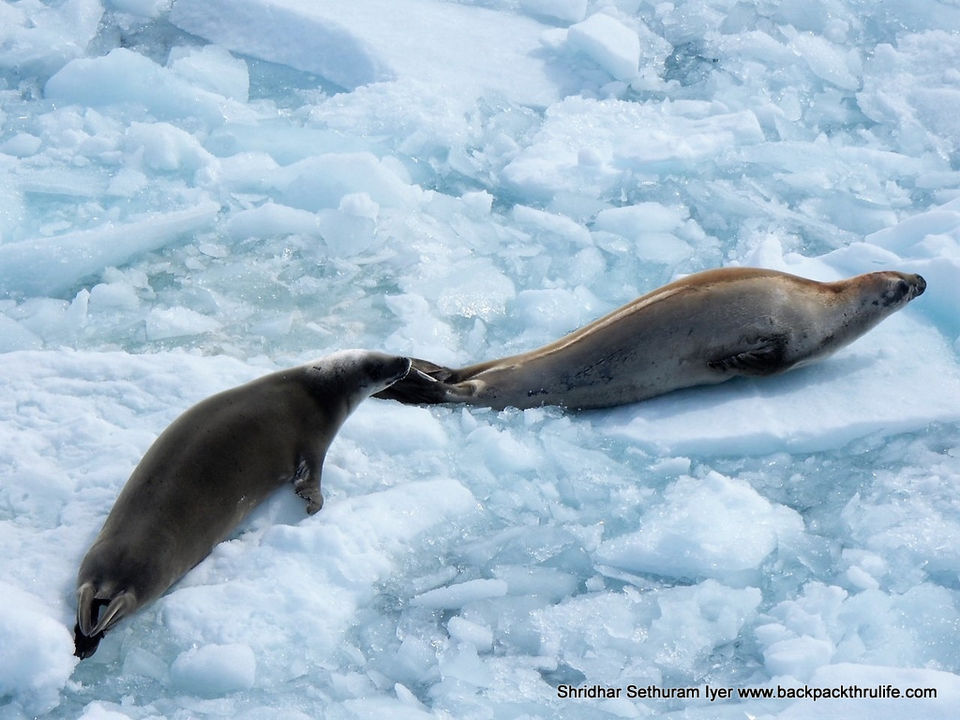 Photo of Antarctic Seal:Smelly Cuteness saved from extinction 92/182 by Shridhar Sethuram Iyer
