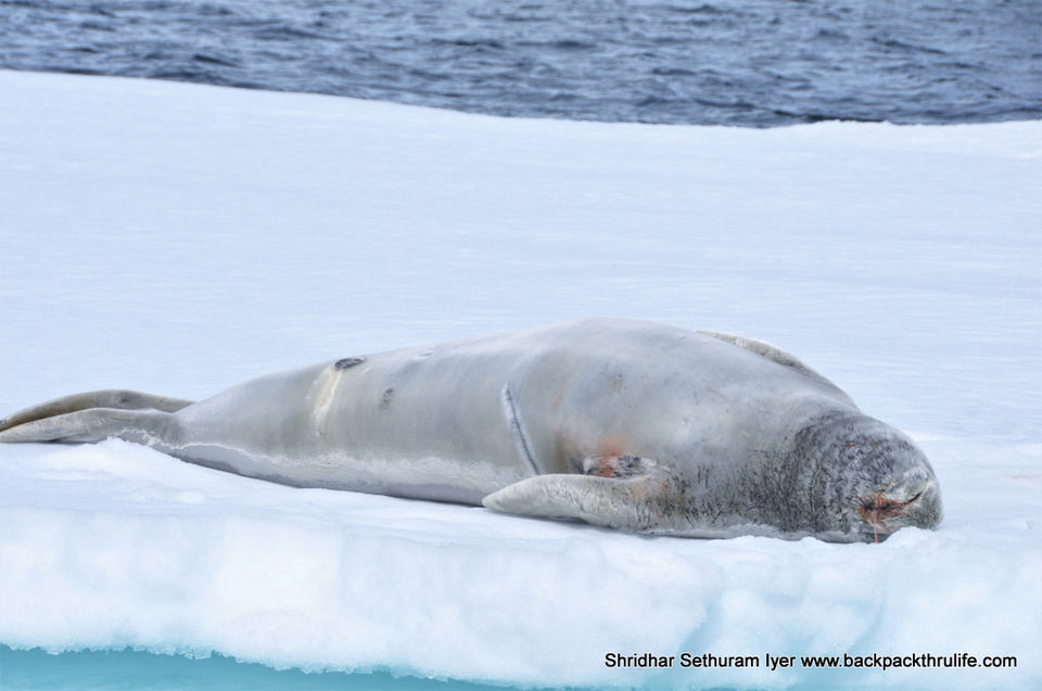 Photo of Antarctic Seal:Smelly Cuteness saved from extinction 86/182 by Shridhar Sethuram Iyer