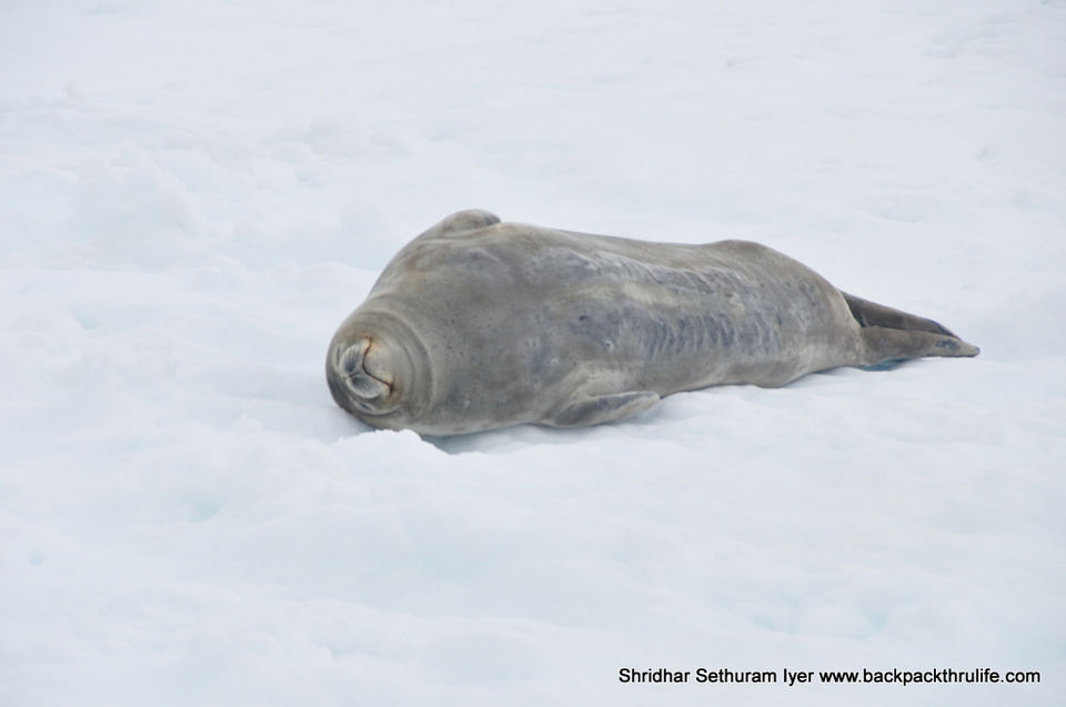 Photo of Antarctic Seal:Smelly Cuteness saved from extinction 93/182 by Shridhar Sethuram Iyer