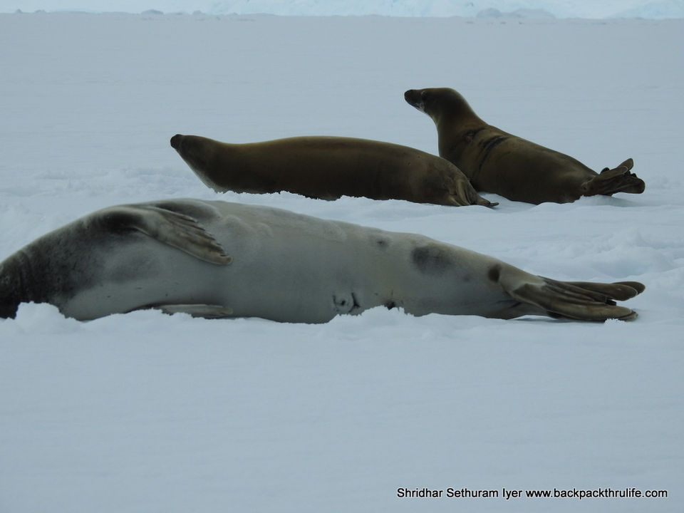Photo of Antarctic Seal:Smelly Cuteness saved from extinction 91/182 by Shridhar Sethuram Iyer