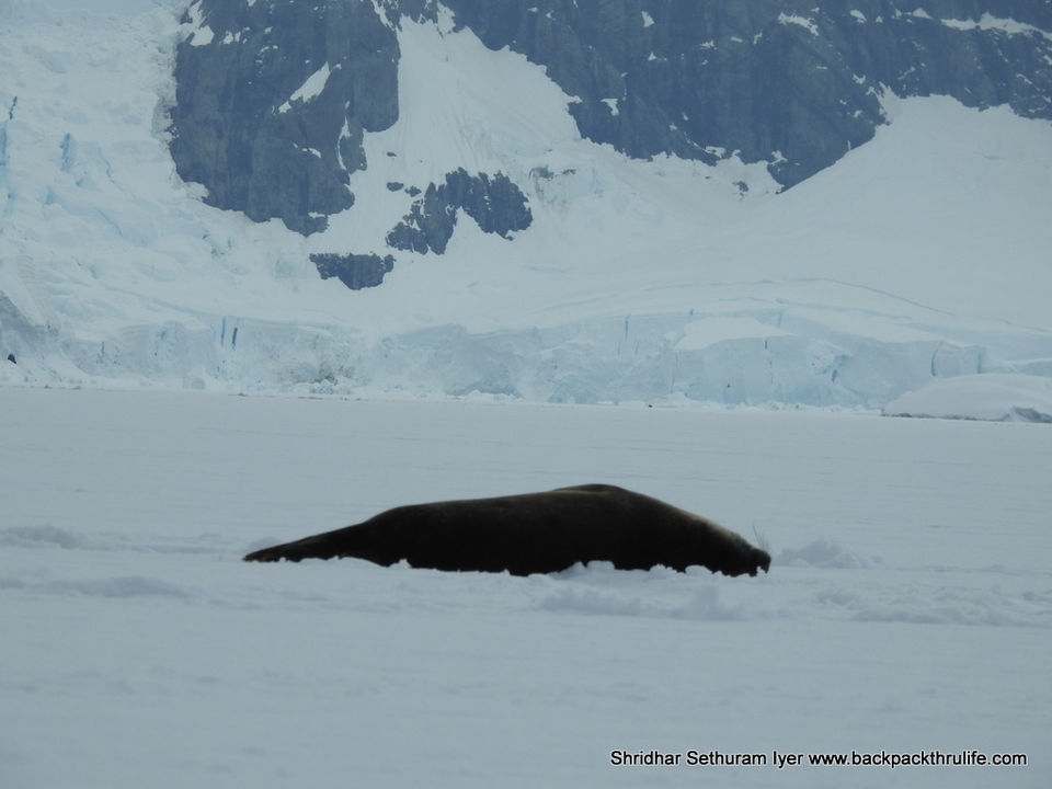 Photo of Antarctic Seal:Smelly Cuteness saved from extinction 90/182 by Shridhar Sethuram Iyer