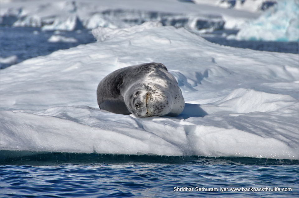 Photo of Antarctic Seal:Smelly Cuteness saved from extinction 89/182 by Shridhar Sethuram Iyer