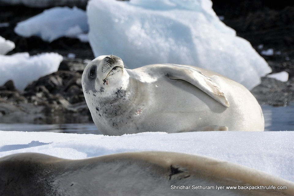 Photo of Antarctic Seal:Smelly Cuteness saved from extinction 94/182 by Shridhar Sethuram Iyer