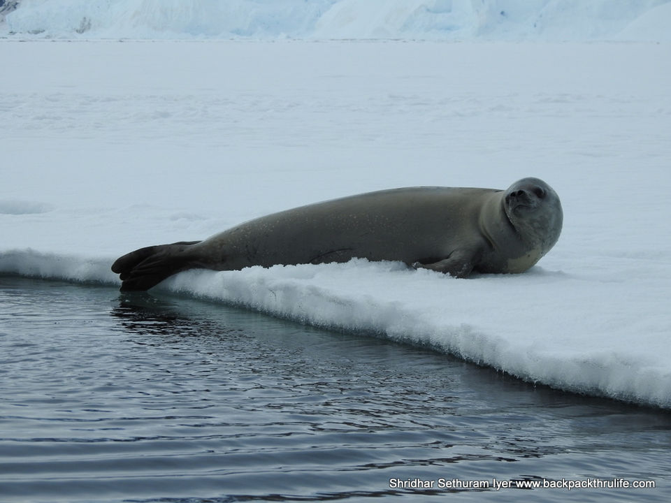Photo of Antarctic Seal:Smelly Cuteness saved from extinction 97/182 by Shridhar Sethuram Iyer