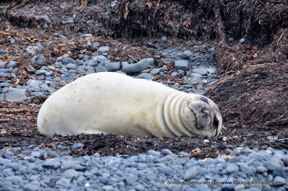 Photo of Antarctic Seal:Smelly Cuteness saved from extinction 95/182 by Shridhar Sethuram Iyer