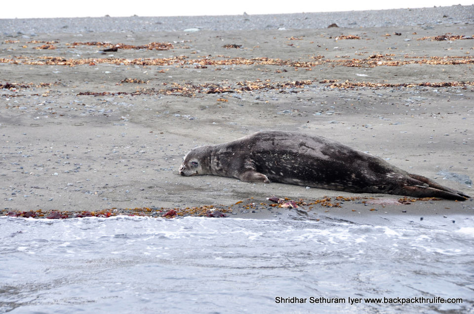 Photo of Antarctic Seal:Smelly Cuteness saved from extinction 88/182 by Shridhar Sethuram Iyer
