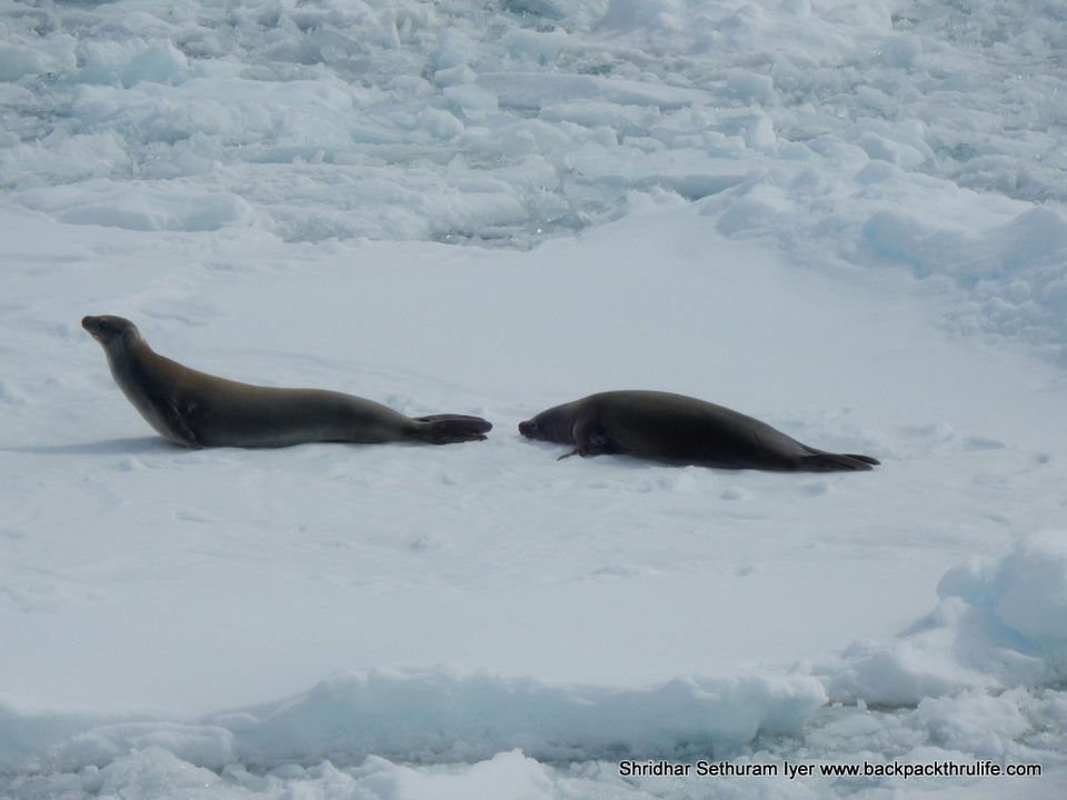 Photo of Antarctic Seal:Smelly Cuteness saved from extinction 99/182 by Shridhar Sethuram Iyer