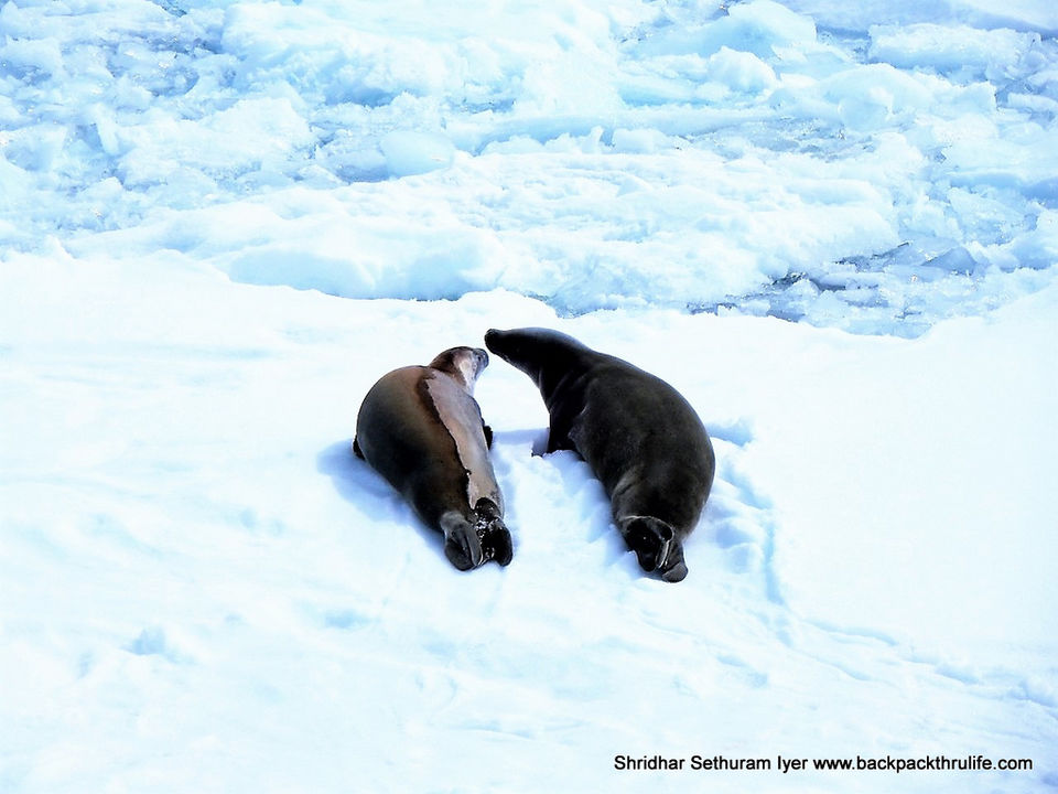 Photo of Antarctic Seal:Smelly Cuteness saved from extinction 98/182 by Shridhar Sethuram Iyer