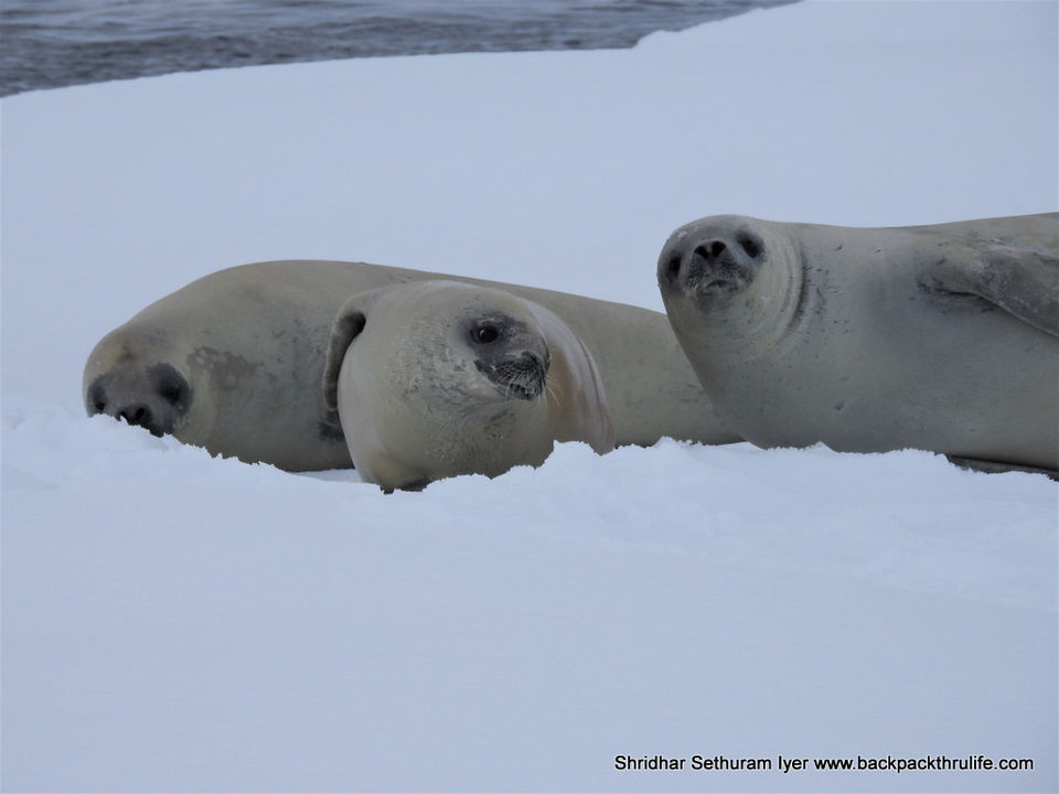 Photo of Antarctic Seal:Smelly Cuteness saved from extinction 102/182 by Shridhar Sethuram Iyer