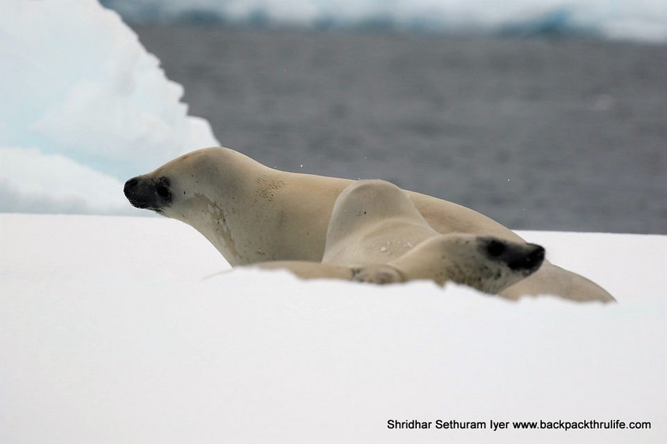 Photo of Antarctic Seal:Smelly Cuteness saved from extinction 103/182 by Shridhar Sethuram Iyer