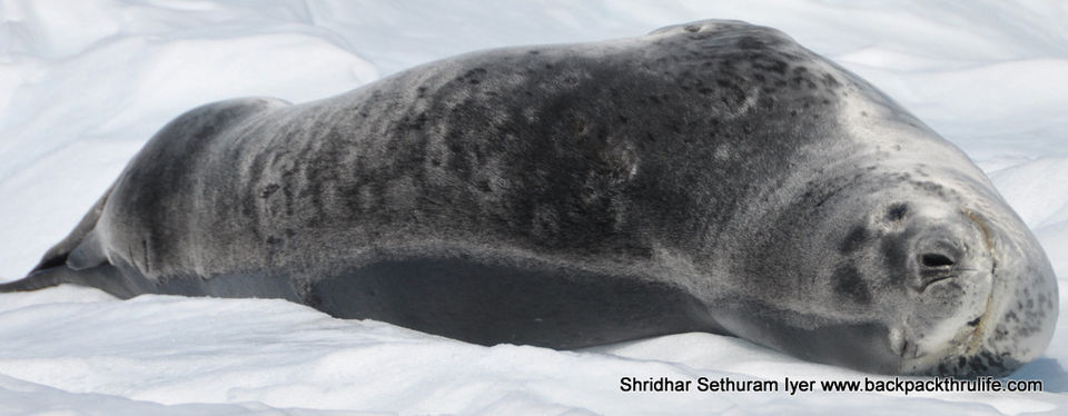 Photo of Antarctic Seal:Smelly Cuteness saved from extinction 104/182 by Shridhar Sethuram Iyer