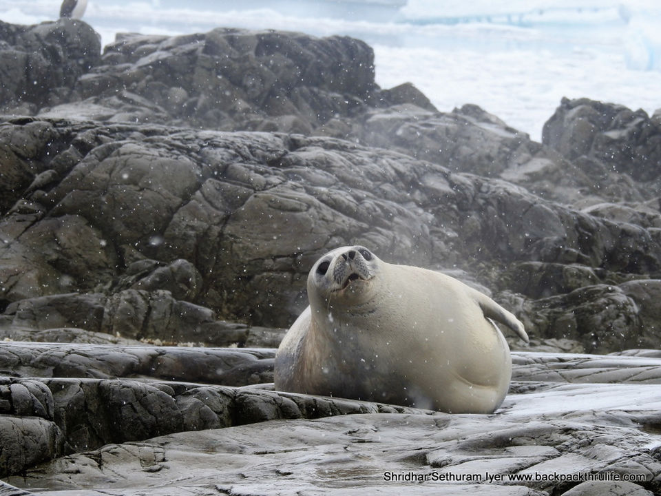 Photo of Antarctic Seal:Smelly Cuteness saved from extinction 100/182 by Shridhar Sethuram Iyer