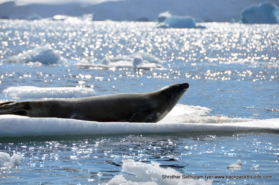 Photo of Antarctic Seal:Smelly Cuteness saved from extinction 96/182 by Shridhar Sethuram Iyer