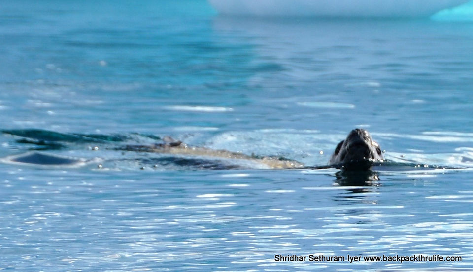 Photo of Antarctic Seal:Smelly Cuteness saved from extinction 105/182 by Shridhar Sethuram Iyer