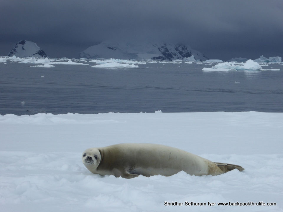 Photo of Antarctic Seal:Smelly Cuteness saved from extinction 108/182 by Shridhar Sethuram Iyer