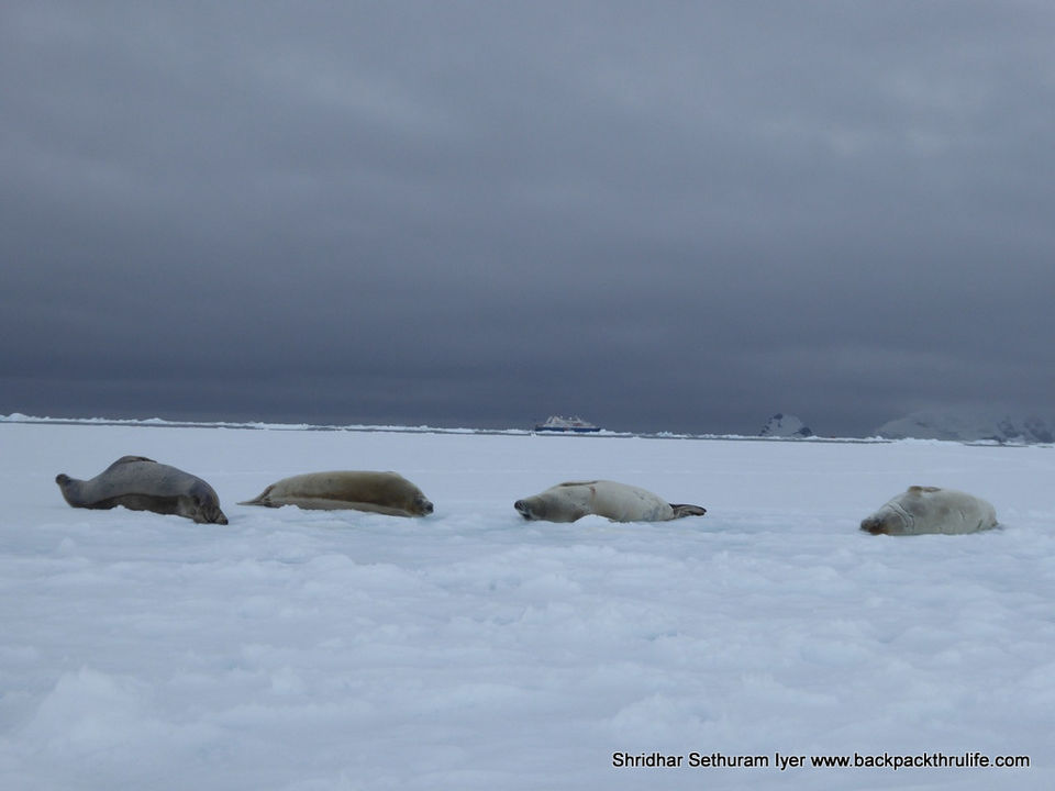 Photo of Antarctic Seal:Smelly Cuteness saved from extinction 109/182 by Shridhar Sethuram Iyer