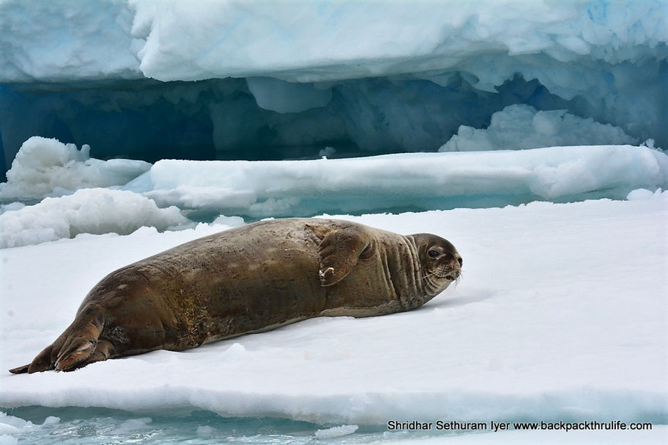 Photo of Antarctic Seal:Smelly Cuteness saved from extinction 107/182 by Shridhar Sethuram Iyer