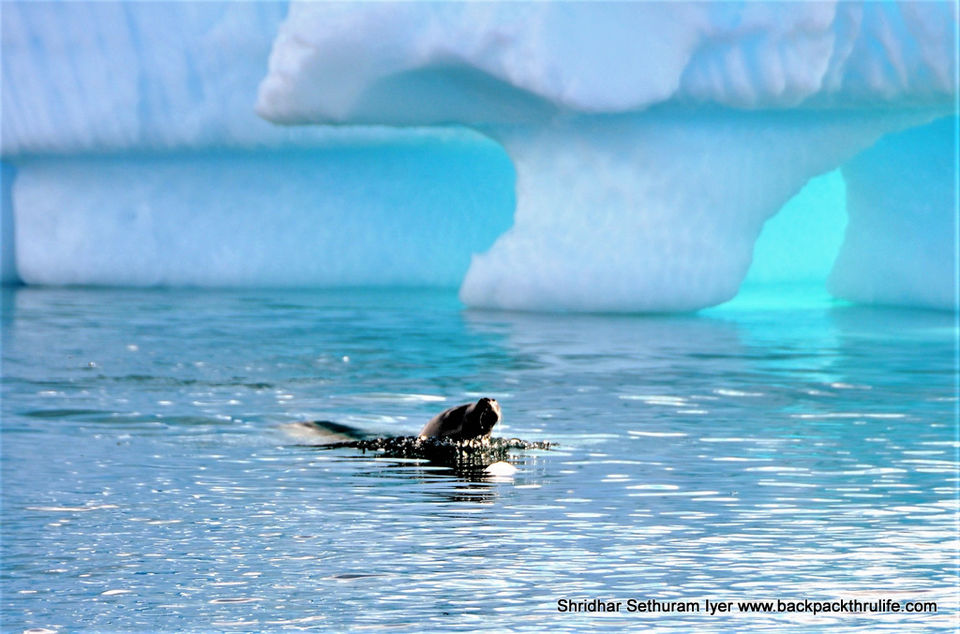 Photo of Antarctic Seal:Smelly Cuteness saved from extinction 106/182 by Shridhar Sethuram Iyer