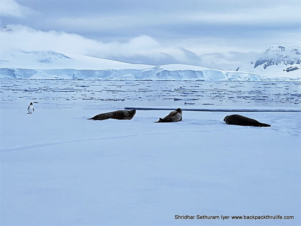 Photo of Antarctic Seal:Smelly Cuteness saved from extinction 110/182 by Shridhar Sethuram Iyer