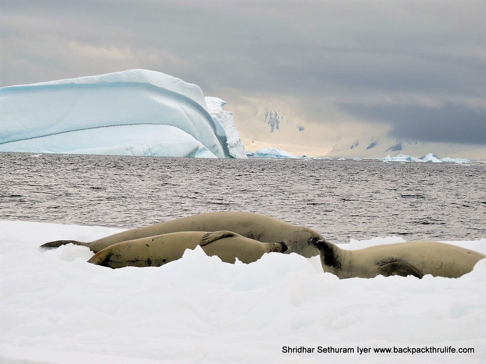 Photo of Antarctic Seal:Smelly Cuteness saved from extinction 113/182 by Shridhar Sethuram Iyer