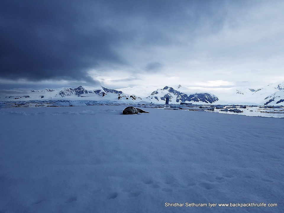 Photo of Antarctic Seal:Smelly Cuteness saved from extinction 111/182 by Shridhar Sethuram Iyer