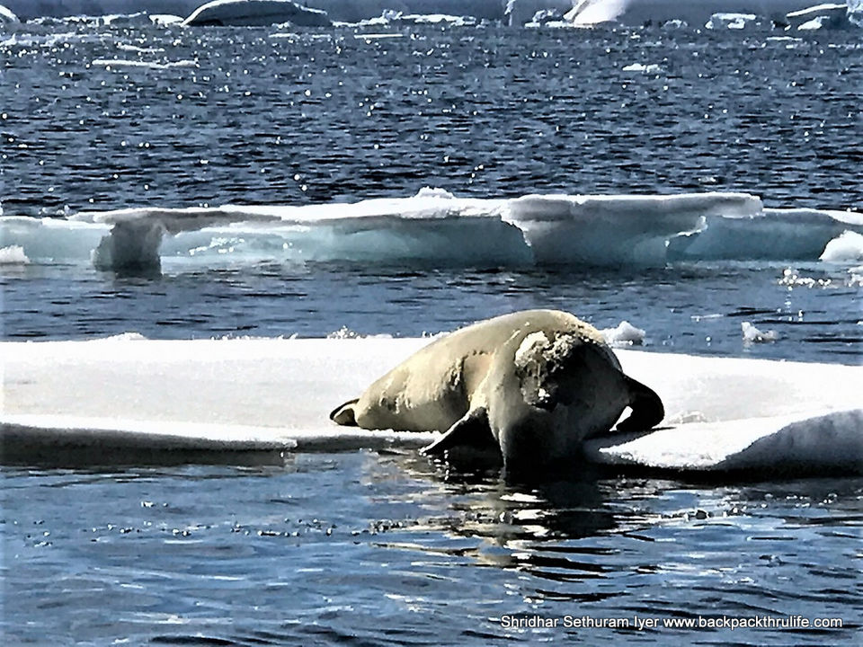 Photo of Antarctic Seal:Smelly Cuteness saved from extinction 112/182 by Shridhar Sethuram Iyer