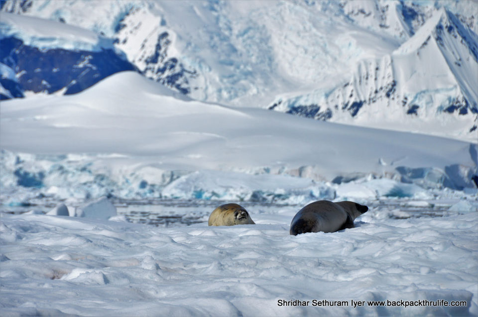 Photo of Antarctic Seal:Smelly Cuteness saved from extinction 116/182 by Shridhar Sethuram Iyer