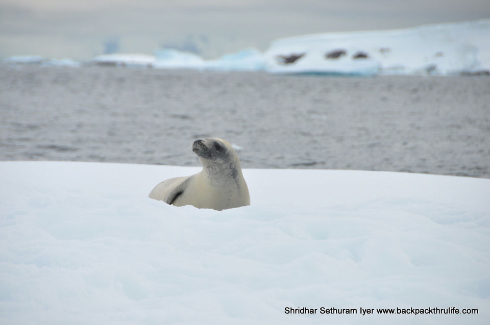Photo of Antarctic Seal:Smelly Cuteness saved from extinction 117/182 by Shridhar Sethuram Iyer