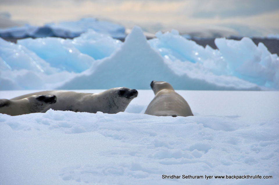 Photo of Antarctic Seal:Smelly Cuteness saved from extinction 119/182 by Shridhar Sethuram Iyer