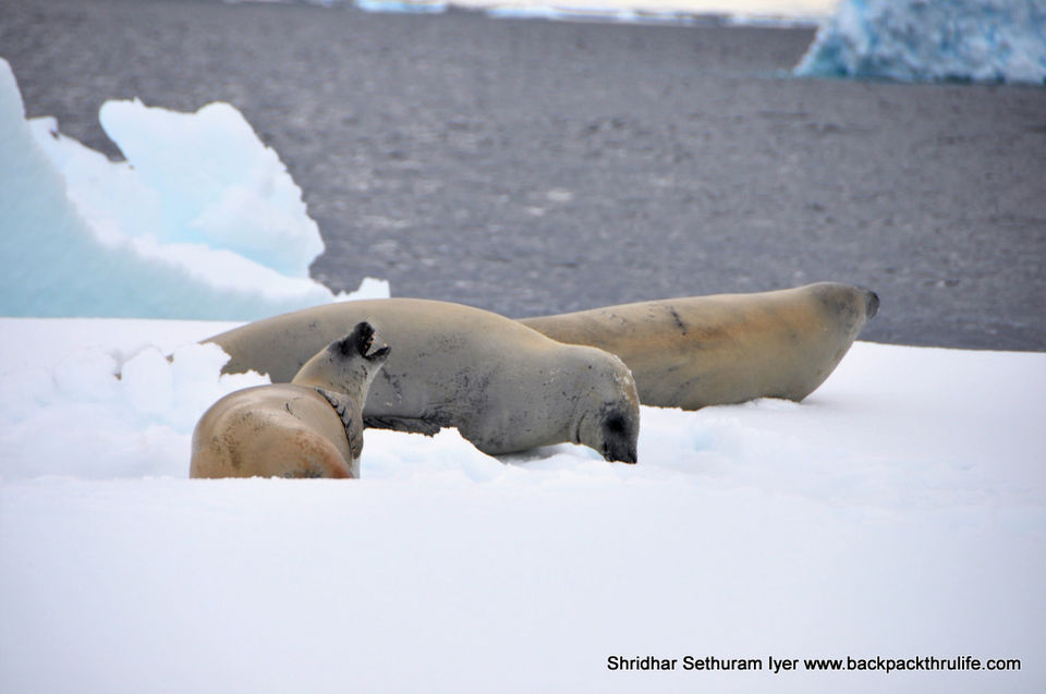 Photo of Antarctic Seal:Smelly Cuteness saved from extinction 120/182 by Shridhar Sethuram Iyer