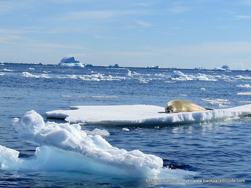Photo of Antarctic Seal:Smelly Cuteness saved from extinction 115/182 by Shridhar Sethuram Iyer