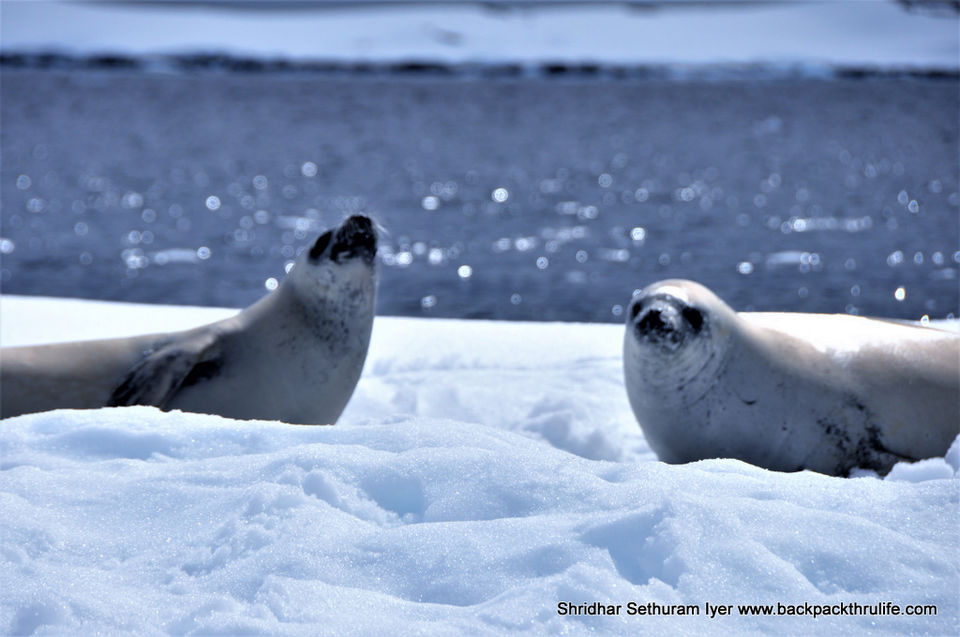 Photo of Antarctic Seal:Smelly Cuteness saved from extinction 118/182 by Shridhar Sethuram Iyer