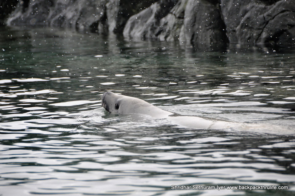 Photo of Antarctic Seal:Smelly Cuteness saved from extinction 122/182 by Shridhar Sethuram Iyer